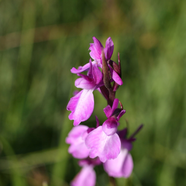 Anacamptis palustris